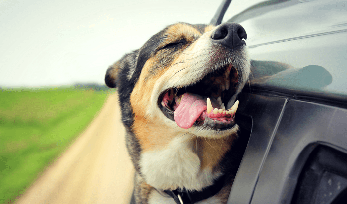 A dog in a car window