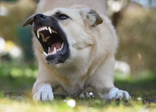 agreesivedog agreesivedog